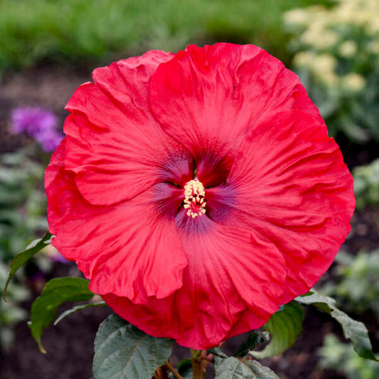 Valentine Crush Hibiscus
