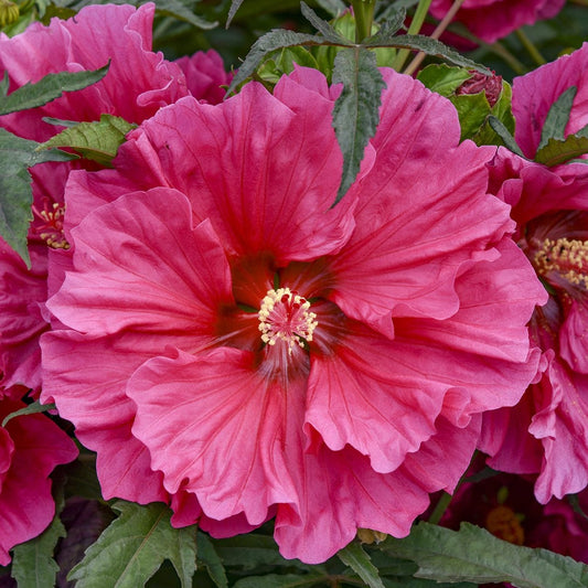 Watermelon Ruffles Hibiscus