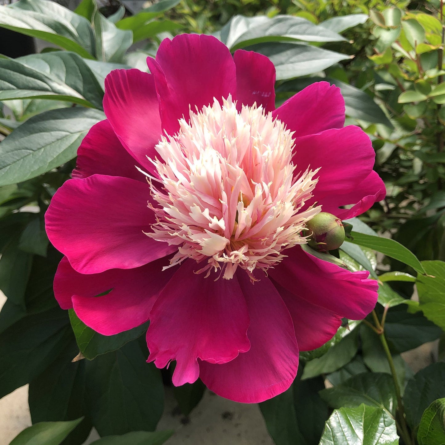 White Cap Garden Peony
