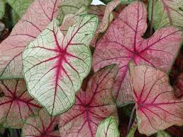 3 Bulbs White Queen Caladium